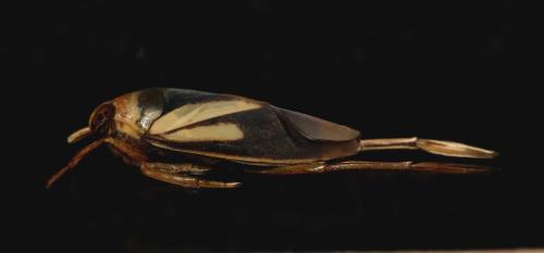 Notonecta obliqua
